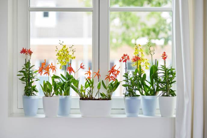 brussels orchidée haut 12,5cm blanc